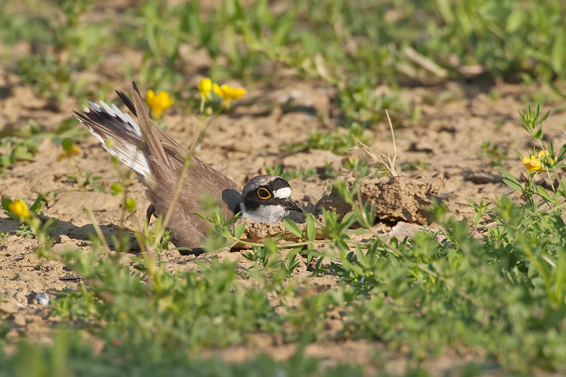 Corriere piccolo (Charadrius dubius)